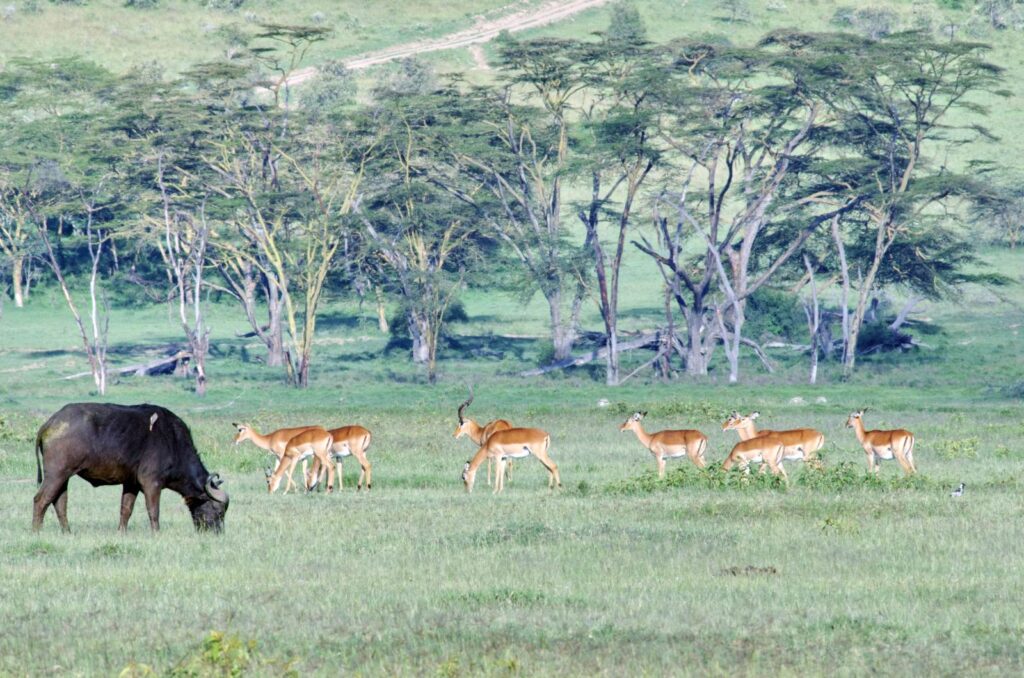masai-mara-national-park
