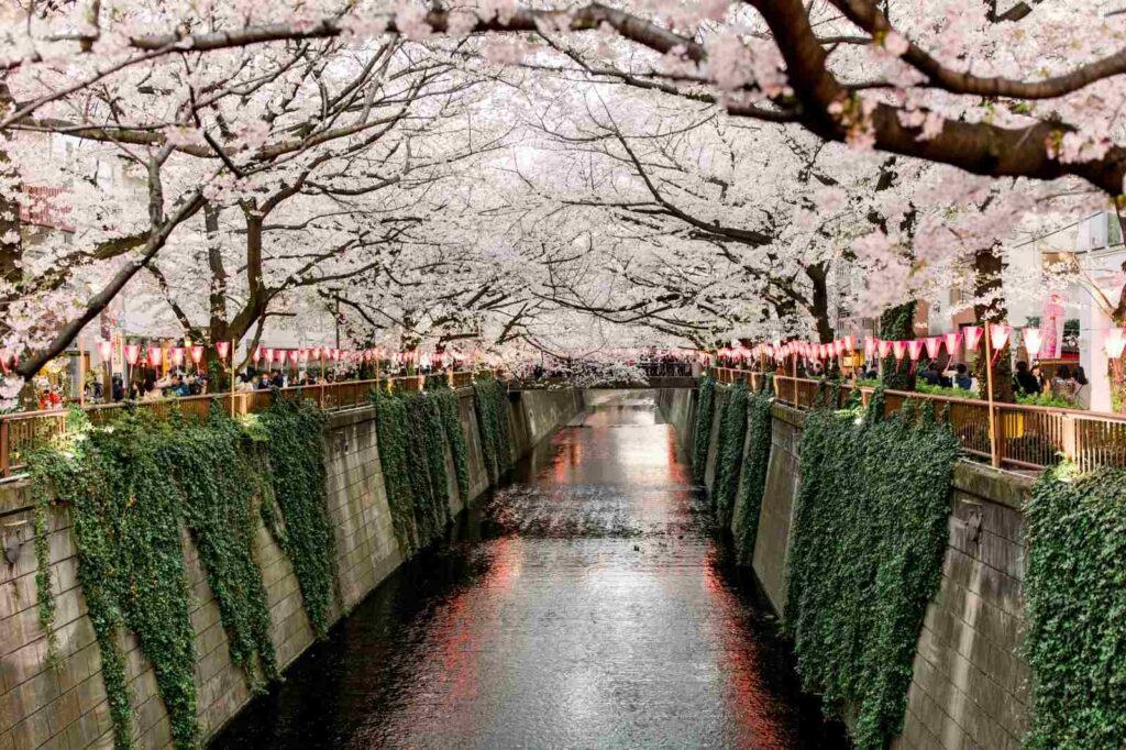 japon-primavera-2